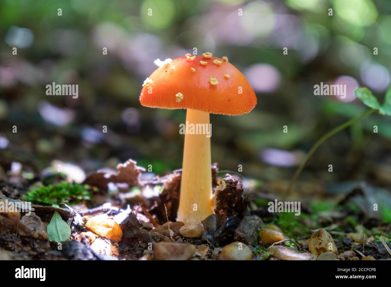 Orangefarbener Pilz mit Flecken auf dem Waldboden Stockfoto