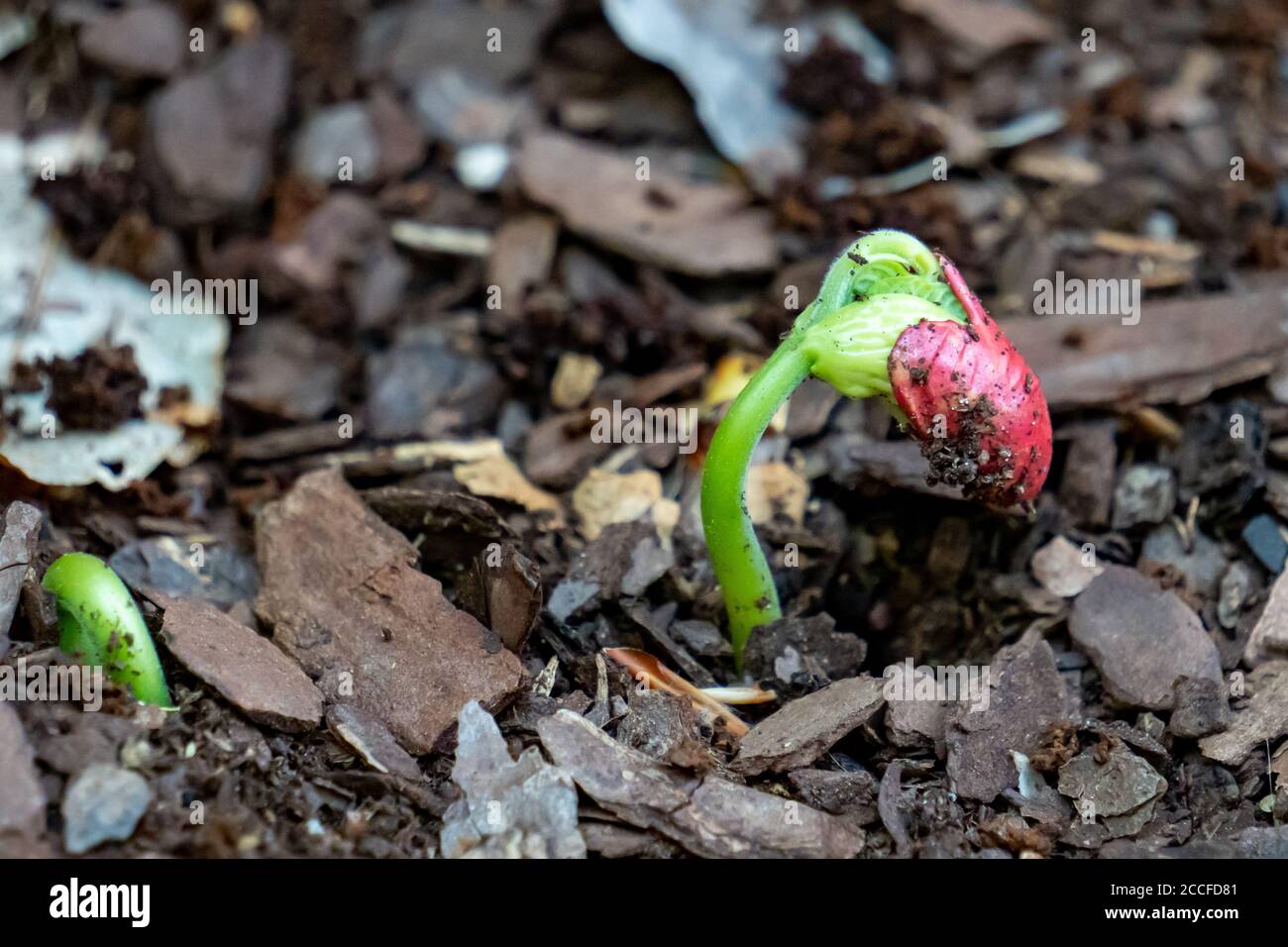 Bohnenpflanze, die aus einem roten Samen sprießt Stockfoto