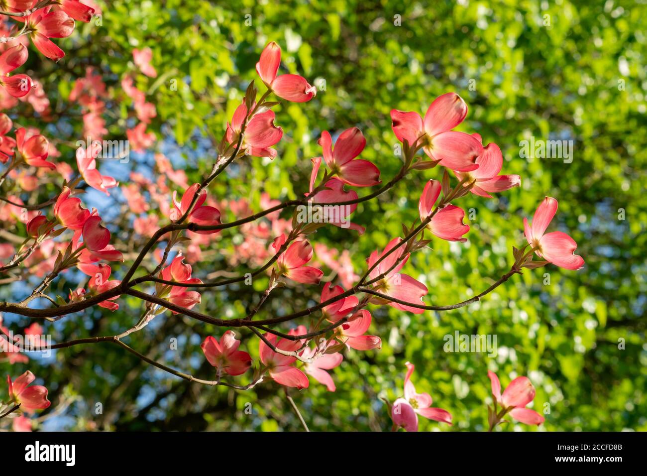 Rosa Dogwood Blumen vor Blatt Hintergrund Stockfoto
