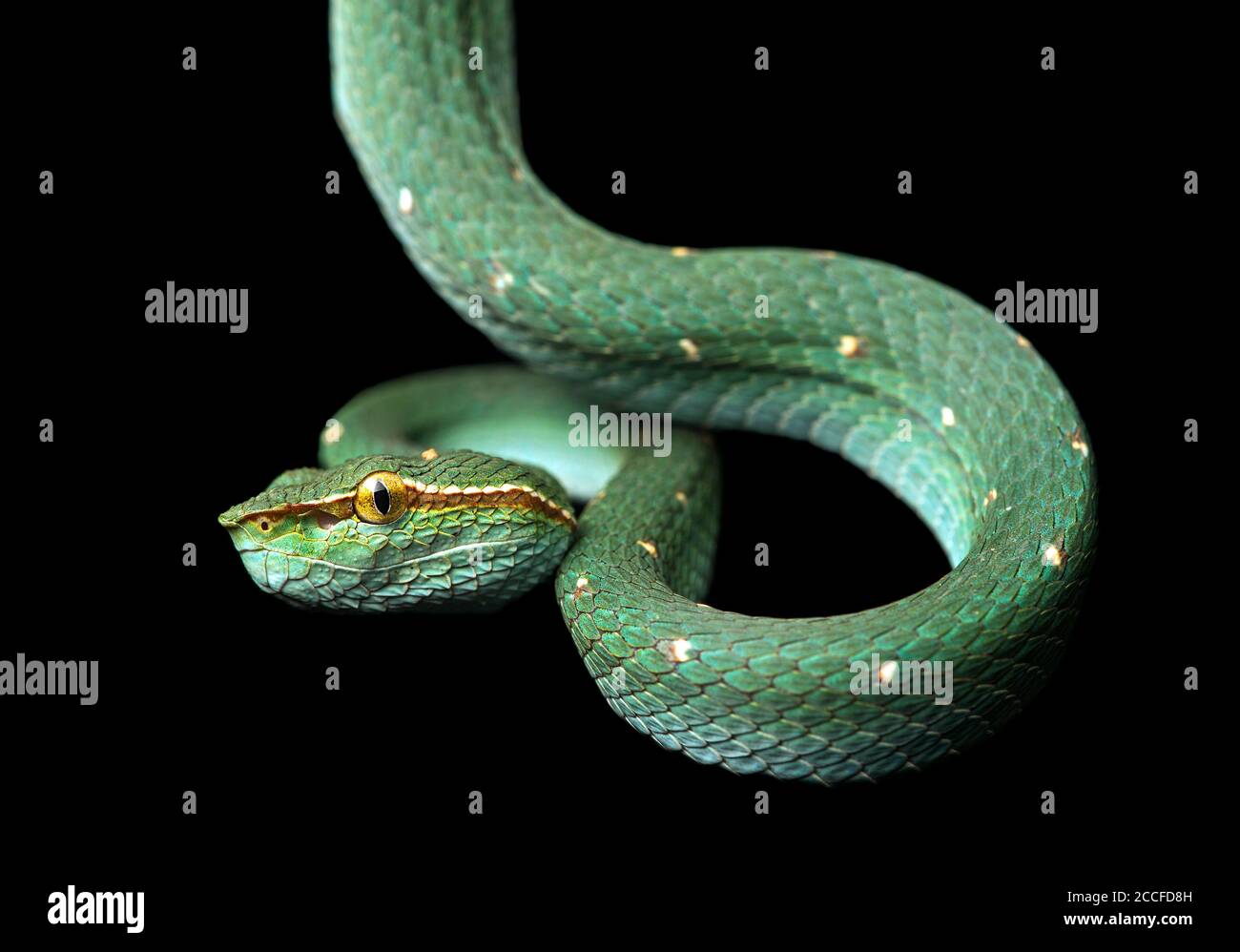 Giftige Grubenviper, Tropidolaemus subannulatus, Viperidae (Viperidae), Danum Valley Conservation Area, Sabah, Borneo, Malaysia Stockfoto