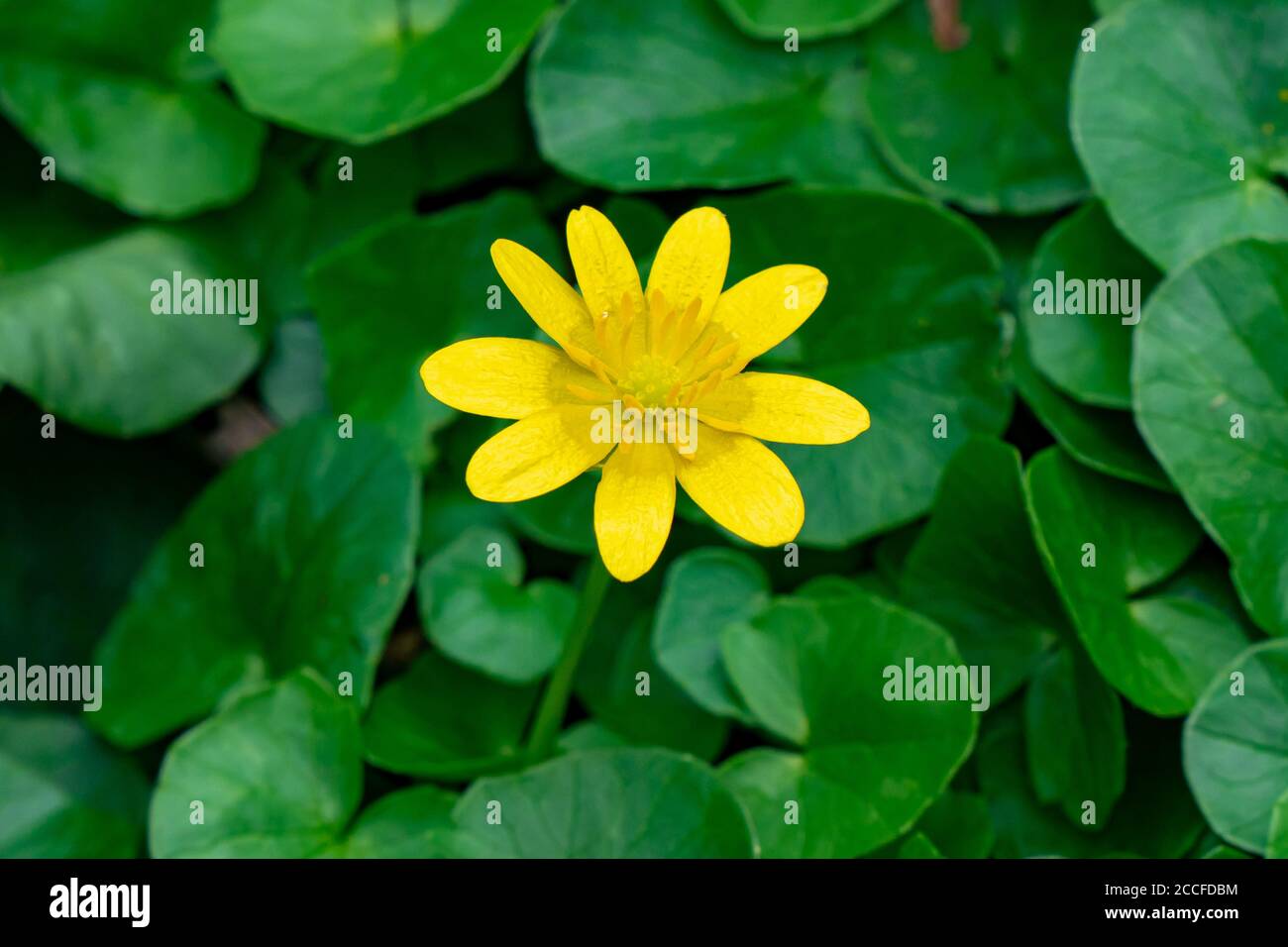 Einone Sumpf marigold Blume mit dunkelgrünen Blatt Hintergrund Stockfoto