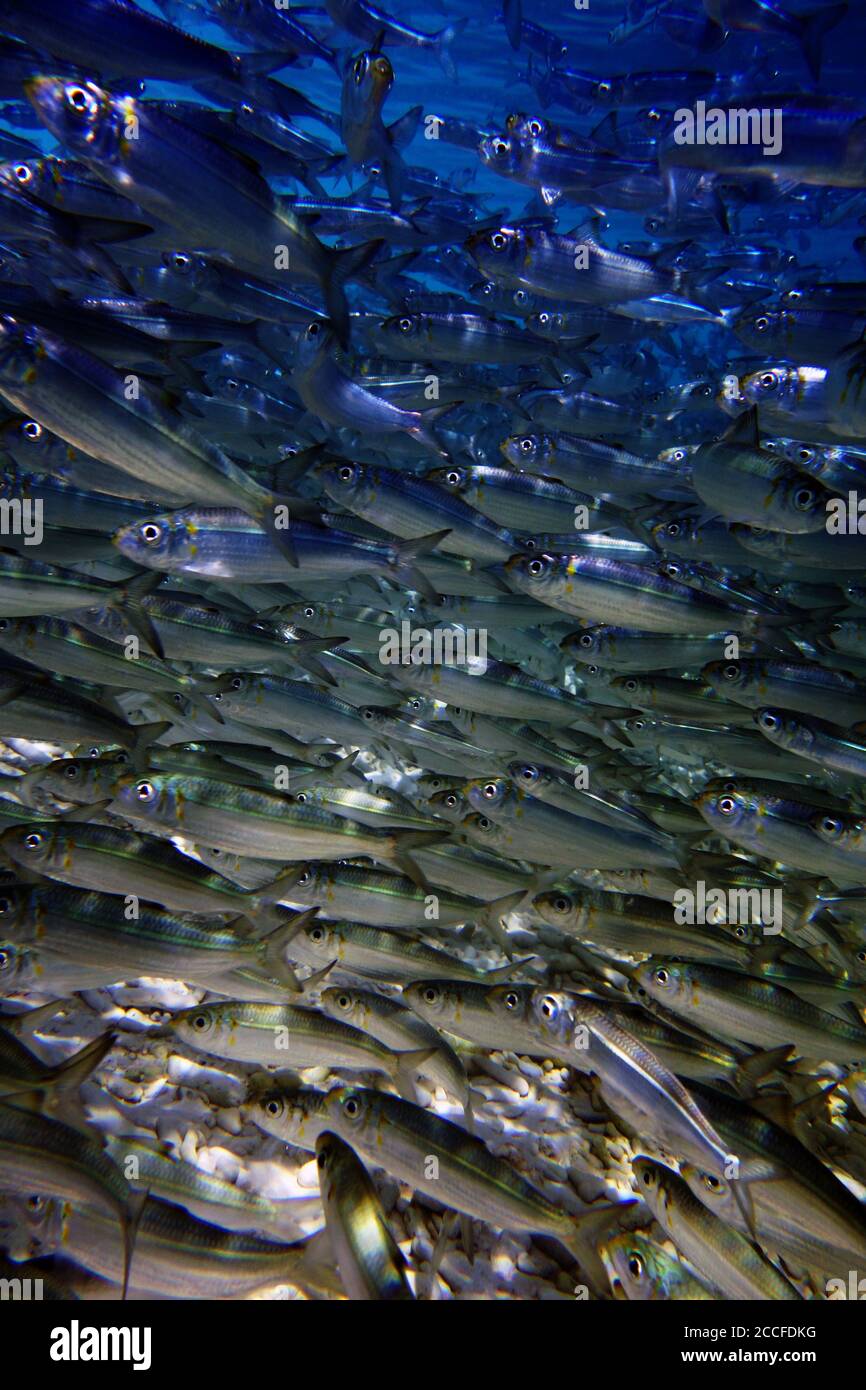 Dichtes Schwarm Goldfleckhering (Herklotsichthys quadrimaculatus), Frankland Islands National Park, Great Barrier Reef, Queensland, Australien Stockfoto