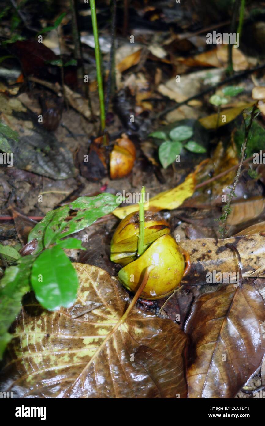 Idiotfrucht (Idiospermum australiense) keimt auf Regenwaldboden, Daintree National Park, Queensland, Australien Stockfoto