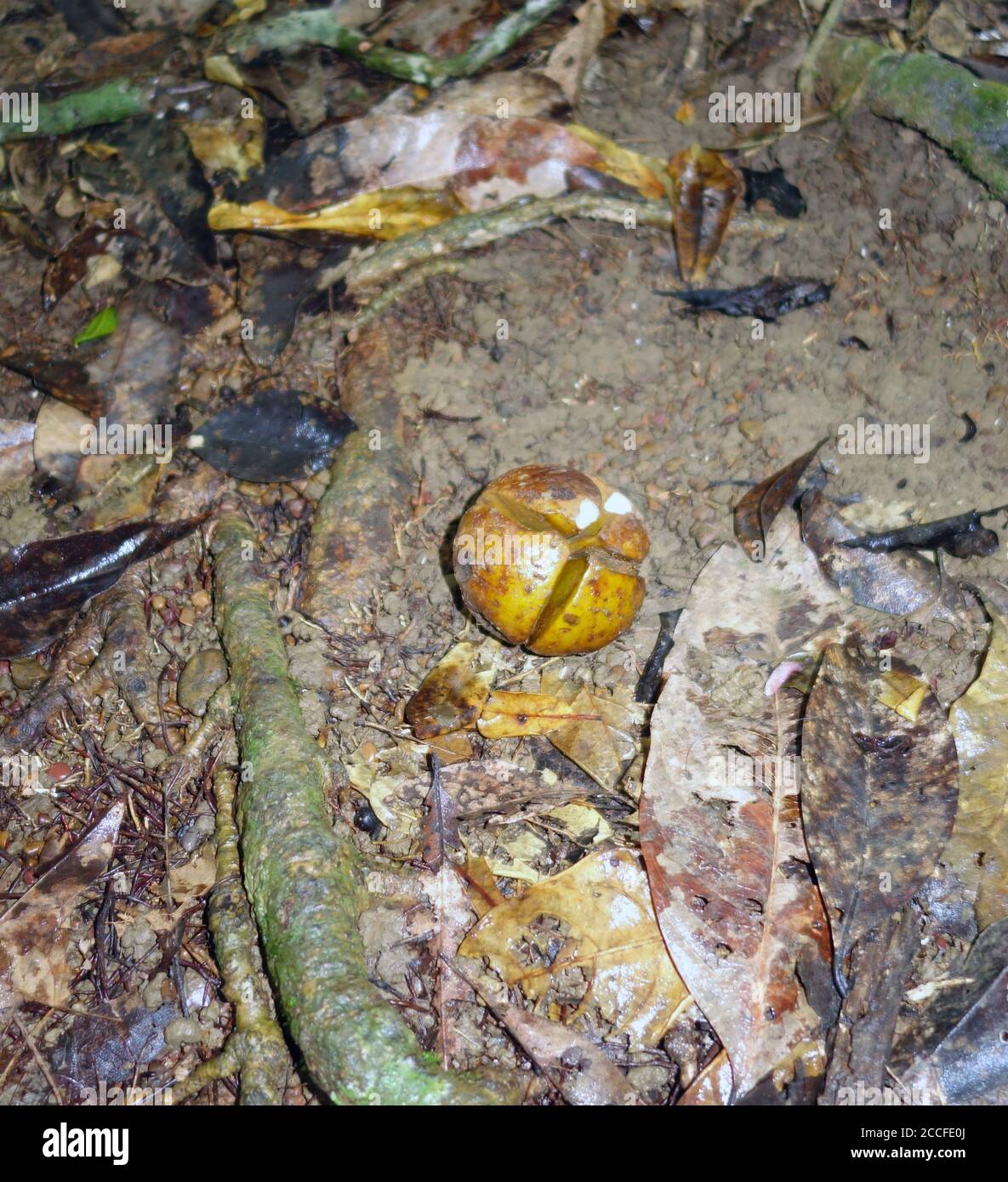 Idioten (Idiospermum australiense) auf Regenwaldboden, Daintree National Park, Queensland, Australien Stockfoto