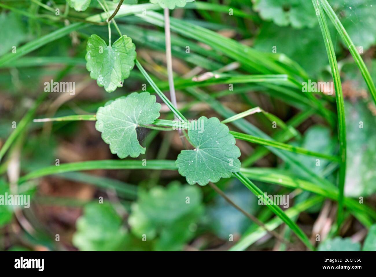 Gundelrebe, Gundermann auf Waldboden Stockfoto