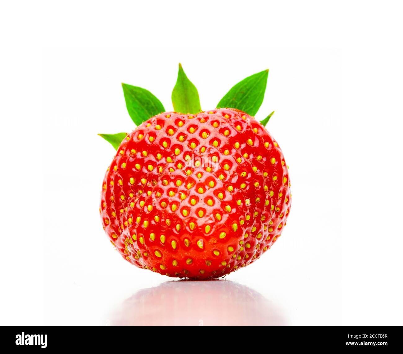 Frisch geerntete Erdbeere isoliert auf weißem Hintergrund Stockfoto