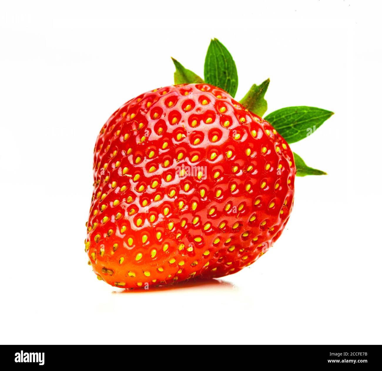 Frisch geerntete Erdbeere isoliert auf weißem Hintergrund Stockfoto