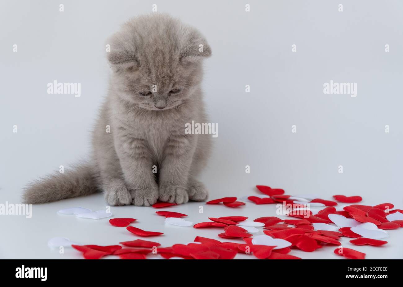 Britische Kurzhaarkatze, rauchige Farbe. Kleines niedliches Kätzchen sitzt neben den Herzen. Die Liebe eines Haustieres. Stockfoto