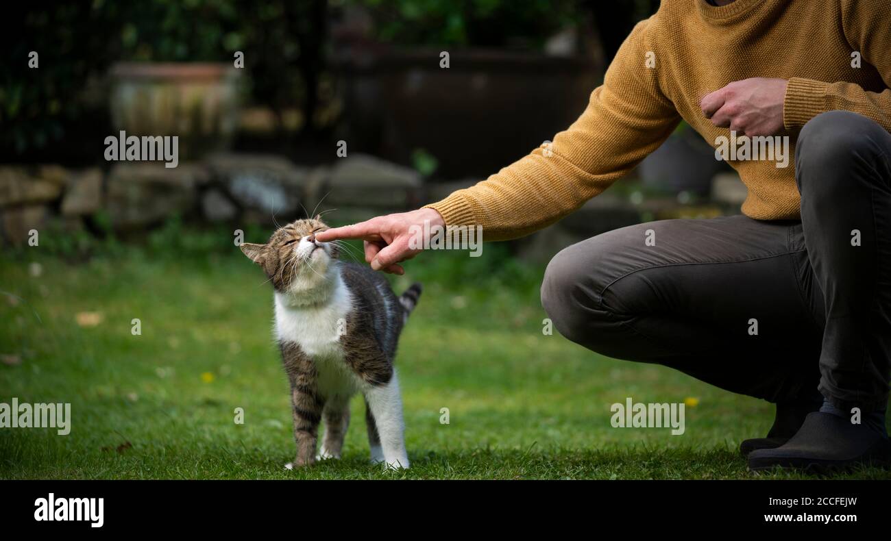 Katze riechenden Finger von Haustierbesitzer im Freien im Garten Stockfoto