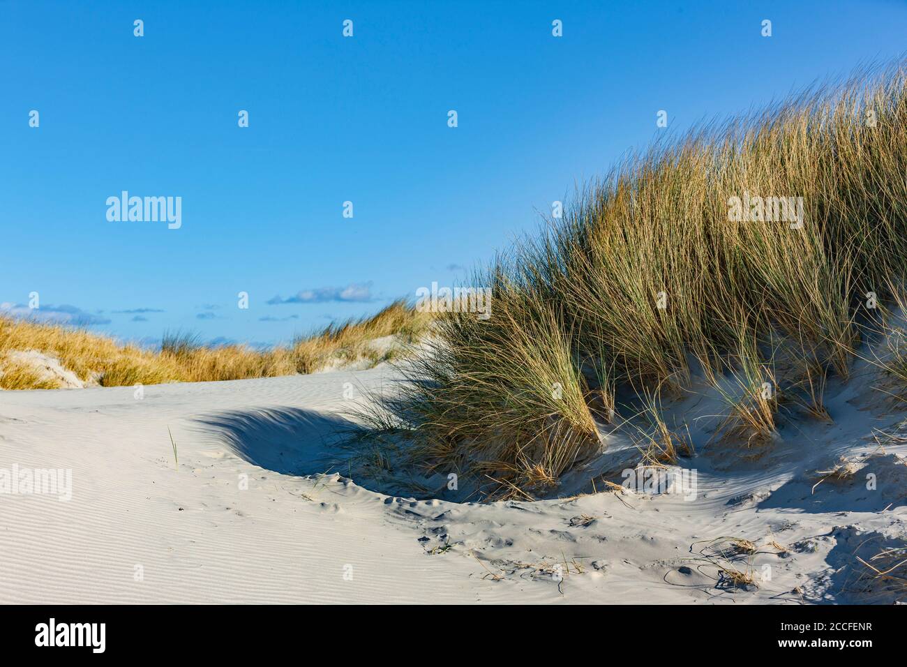 Düne Gras mit Sand am Meer Stockfoto