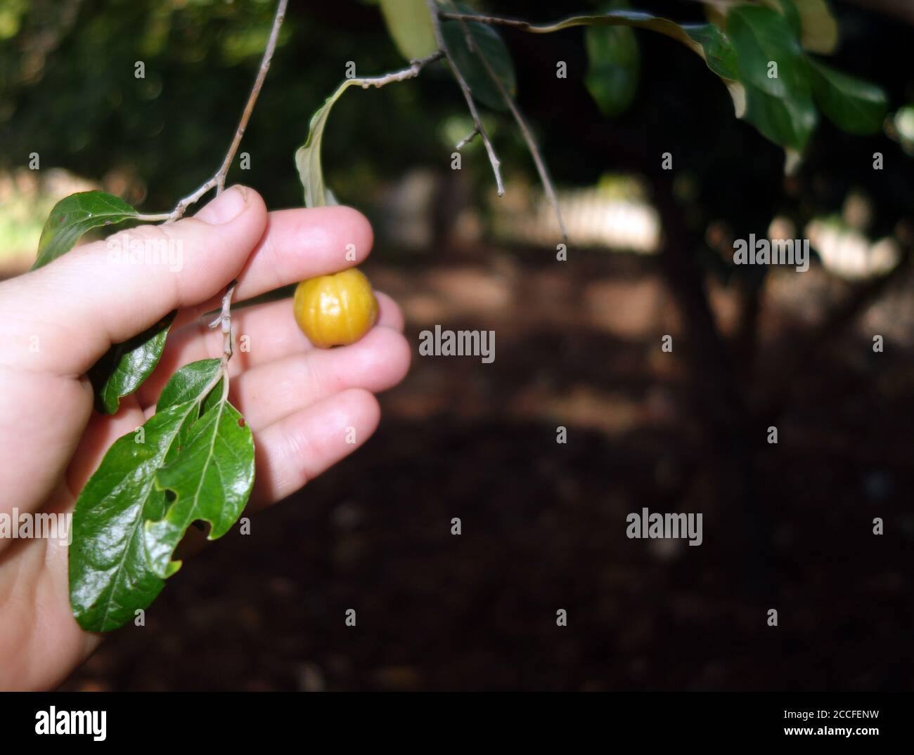 Beeren von Chinin Busch (Petalostigma pubescens), Cooktown, Queensland, Australien Stockfoto
