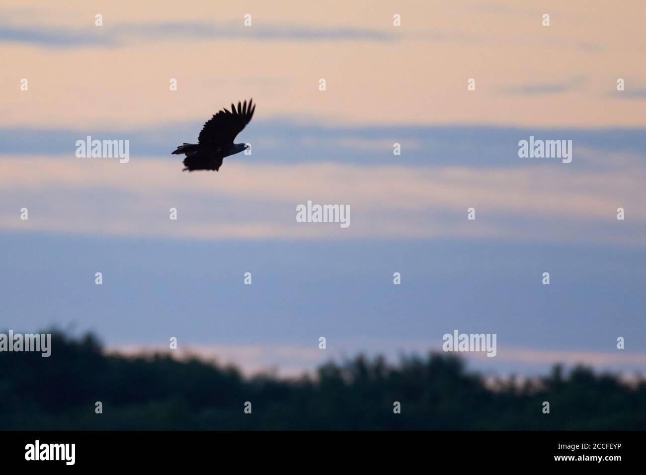 Seeadler, Haliaeetus albicilla, im Flug, Morgenstimmung Stockfoto