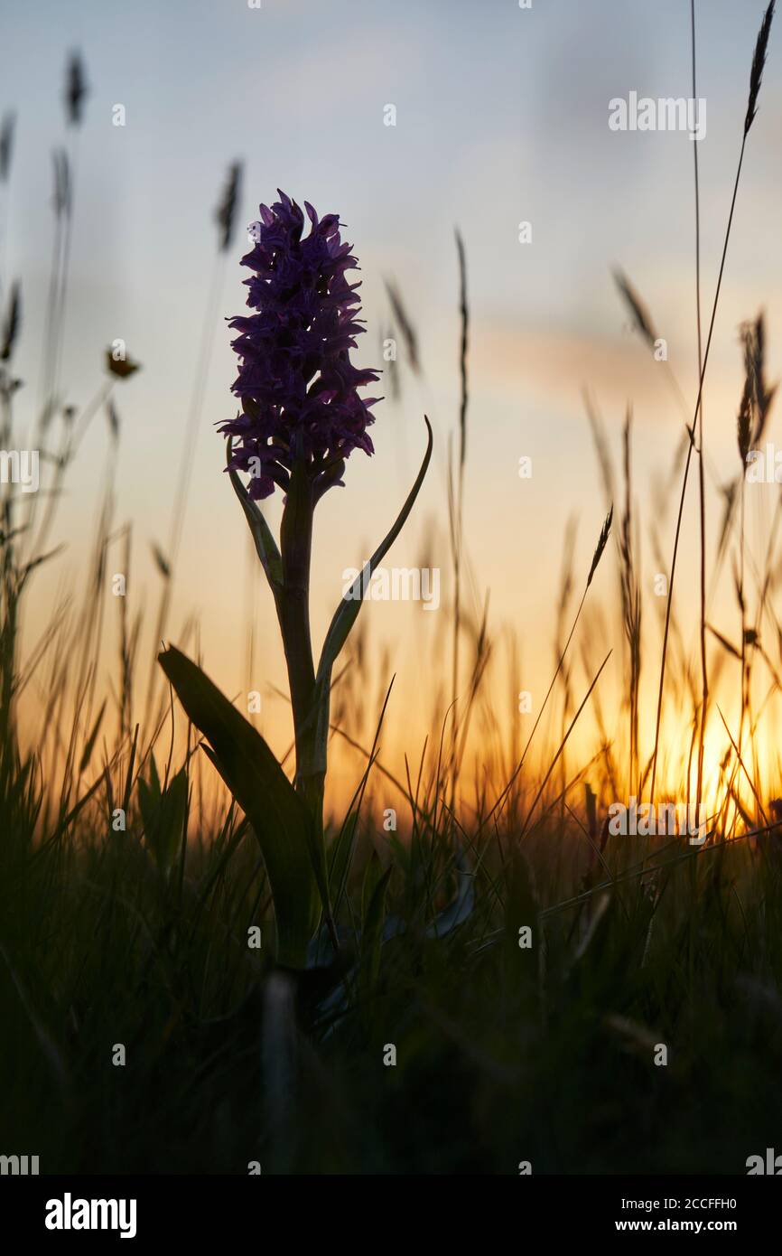 Breitblättrige Orchidee, Dactylorhiza majalis, Wiese Stockfoto