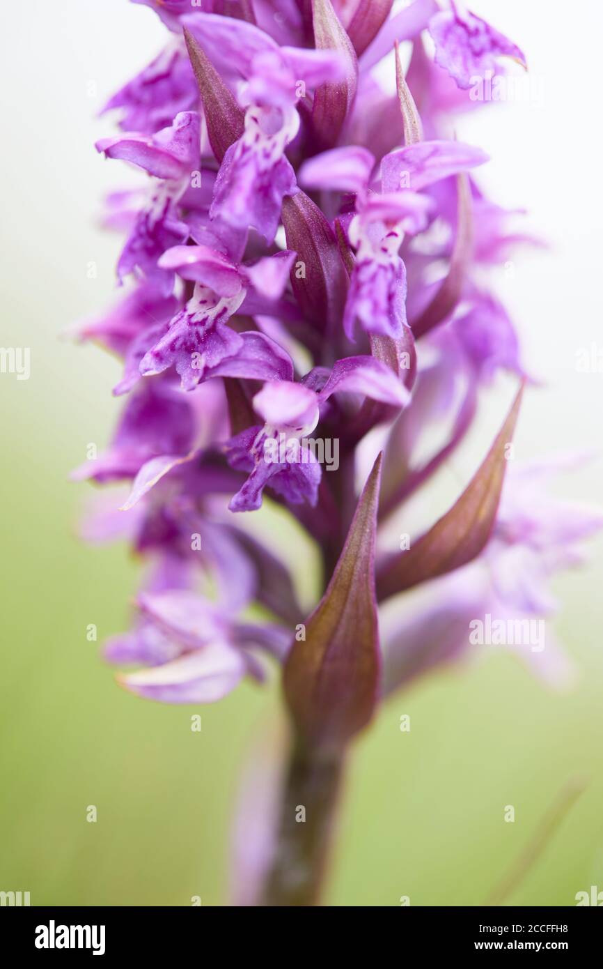 Dactylorhiza Majalis Stockfotos und -bilder Kaufen - Alamy