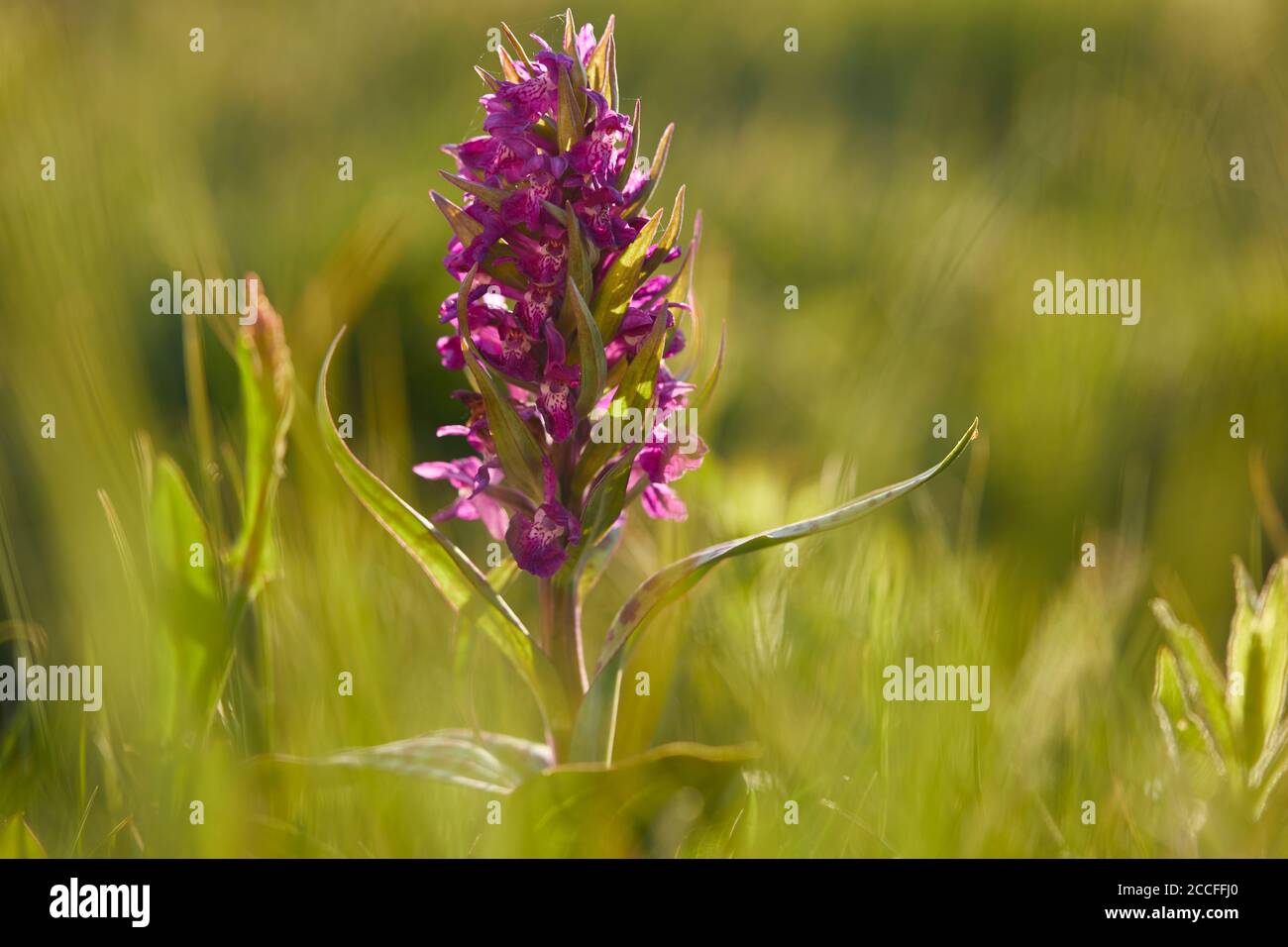 Blattorchidee, Dactylorhiza majalis, ganze Pflanze Stockfoto