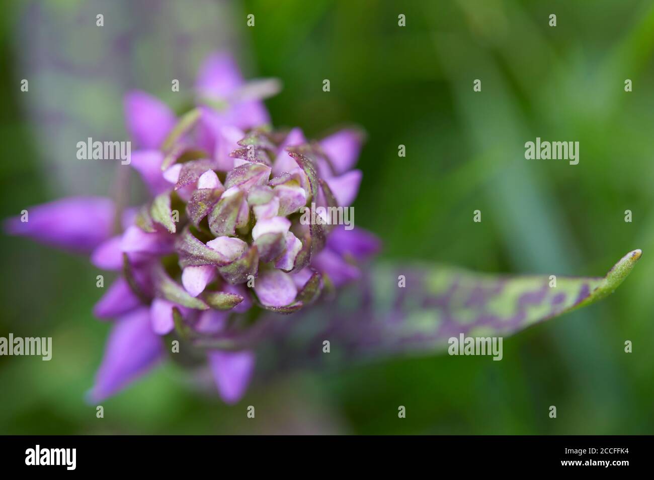 Blattwurzel, Dactylorhiza majalis, Pflanze mit Knospen, geschlossen, jung Stockfoto