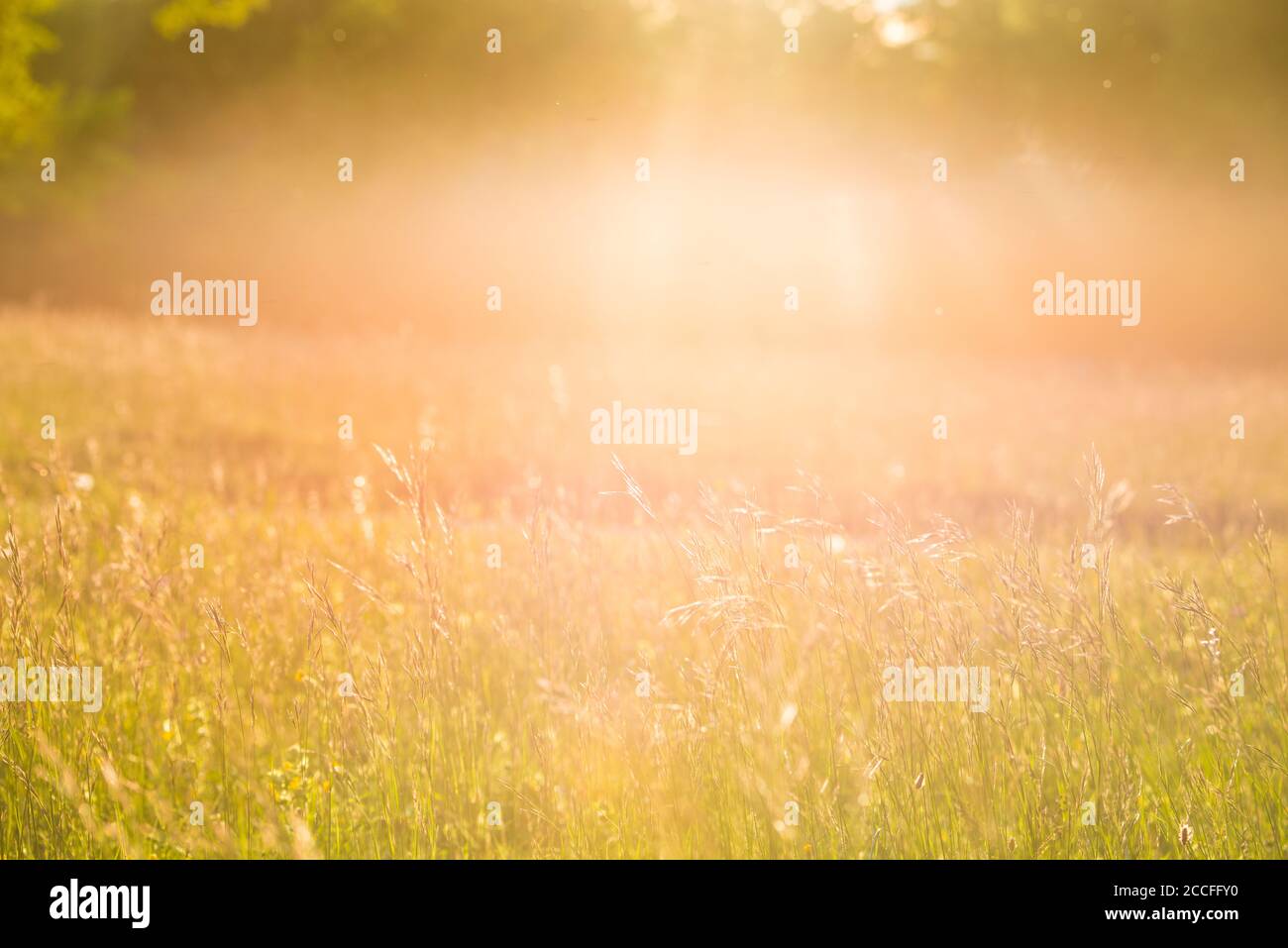 Frühlingswiese im Mai, Heuschnupfen, Allergie, Gras, Wiese Stockfoto