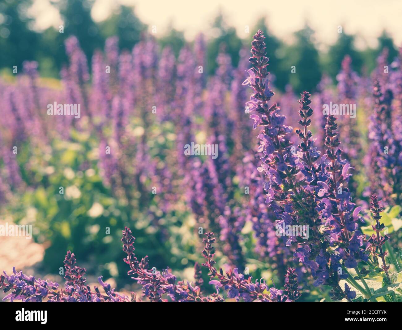 Frische violette Blüten von Salbei oder Salvia divinorum, Salvia officinalis oder Salbei, mehrjährige Pflanze, blaue und violette Blüten. Lamiaceae. Stockfoto