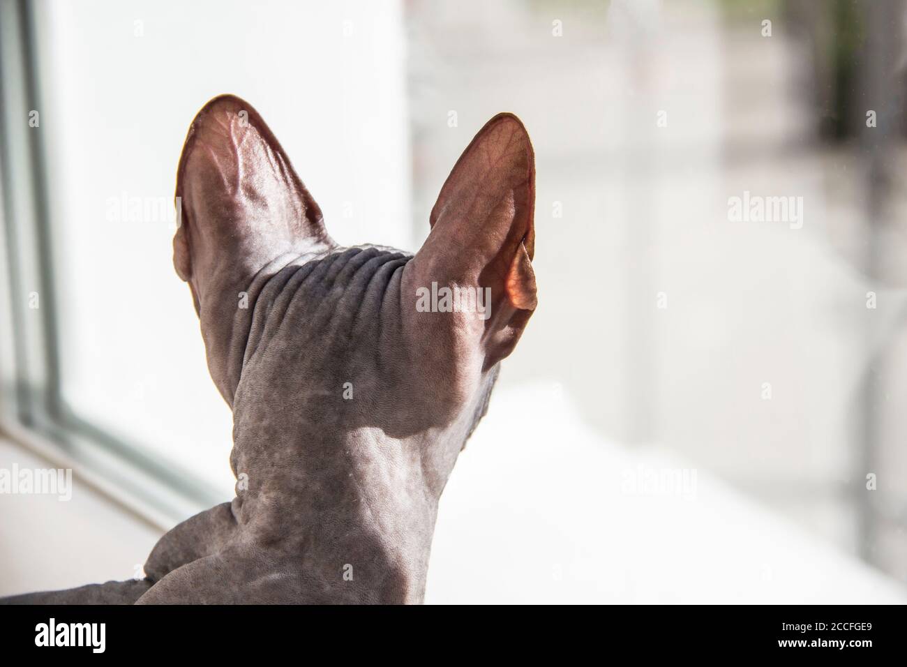 Graue sphynx haarlose Kätzchen, anti-allergene Katze, Haustier suchen irgendwo vor. Rückansicht der schönen Katze mit haarloser Haut. Stockfoto