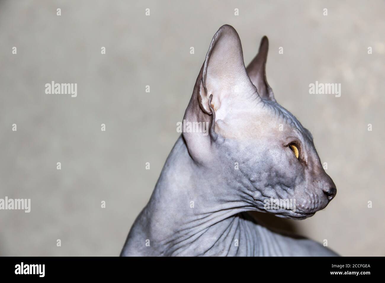 Graue sphynx haarlose Kätzchen, anti-allergene Katze, Haustier suchen irgendwo. Schöne Katze mit haarloser Haut. Stockfoto