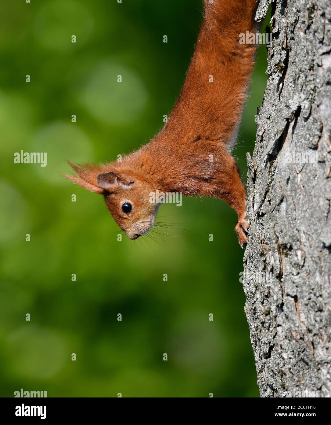 Europäisches Rothörnchen (Sciurus vulgaris), Jungtier, am Baumstamm, Stuttgart, Baden-Württemberg, Deutschland Stockfoto