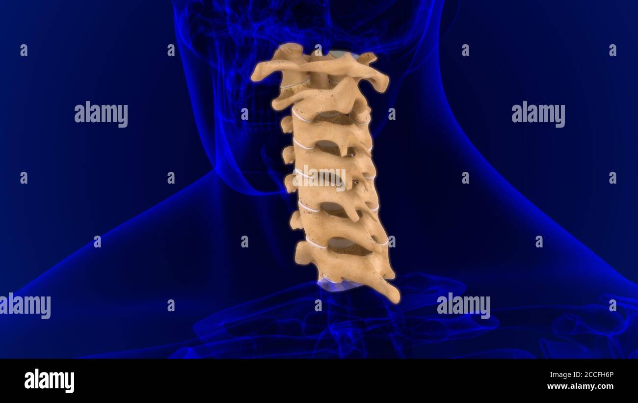 Menschliches Skelett Wirbelsäule Halswirbel Anatomie 3D Illustration ...