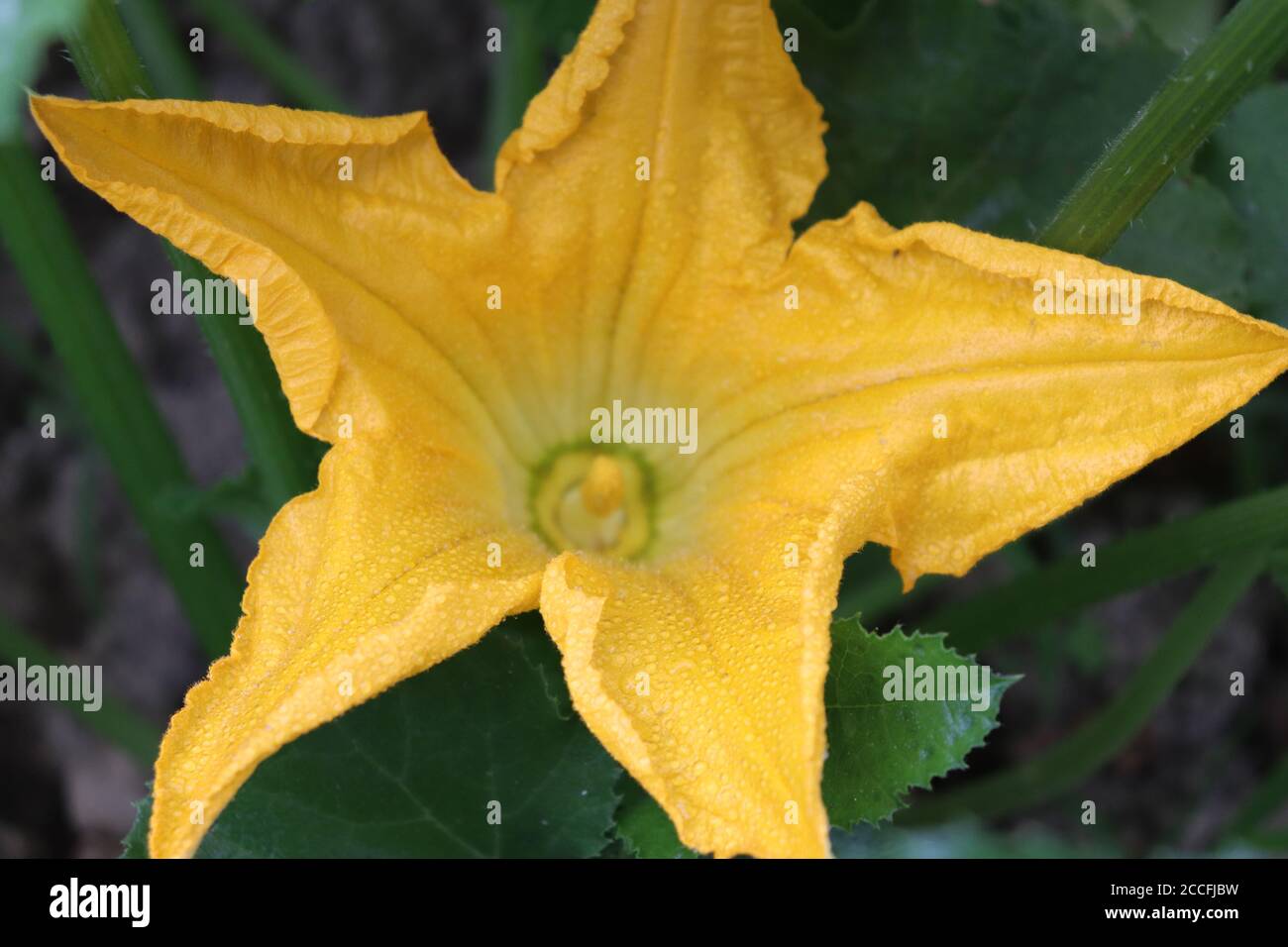 Schöne gelbe Zucchini Blume im sternförmigen Garten lat. Cucurbita pepo Stockfoto