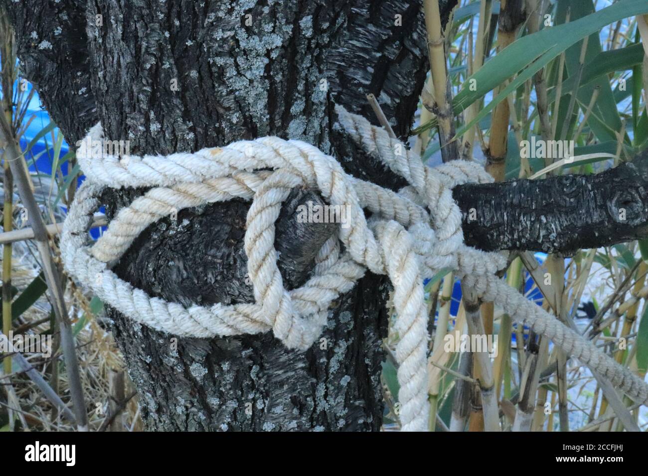 Das Seil des Bootes in einem Knoten gebunden Ein Baumstamm Stockfoto