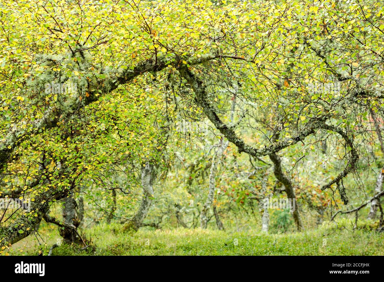 Silberbirke (Betula pendula) Wald Spätsommer - Frühherbst Ansicht zeigt Blätter drehen Von grün nach gelb Stockfoto