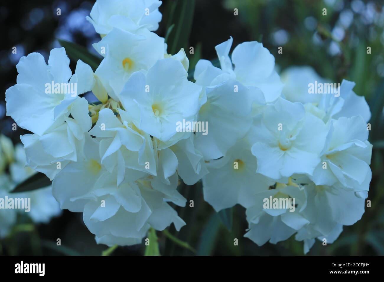 Schöne weiße Blume Oleander (lat. Nerium Oleander) Stockfoto