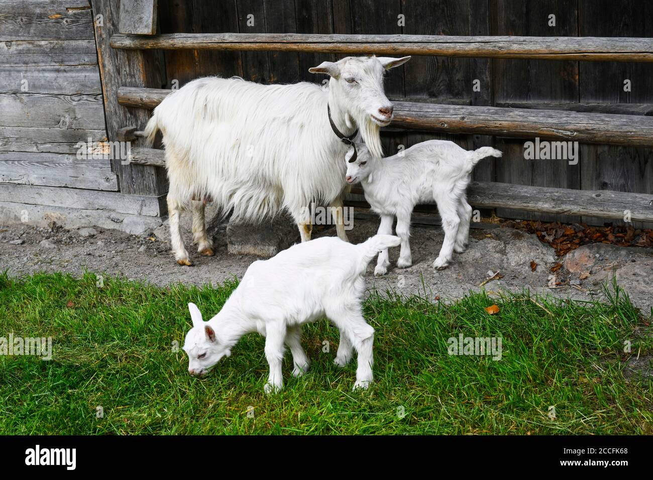 Weiße Ziege mit zwei Ziegen Stockfoto