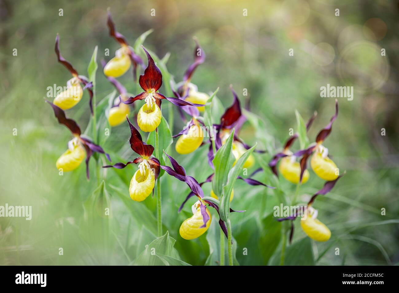 Lady's Slipper Orchidee, Cypripedium calceolus in der Natur, Dolomiten, Belluno, Venetien, Italien Stockfoto