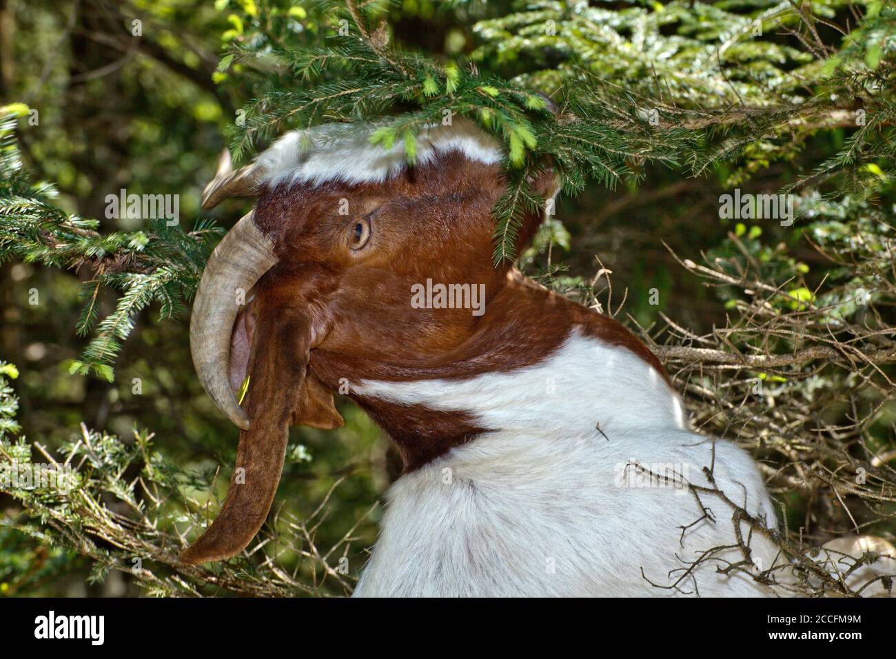 Boer Ziegen sind reine Fleischziegen zur Selbstversorgung Stockfoto