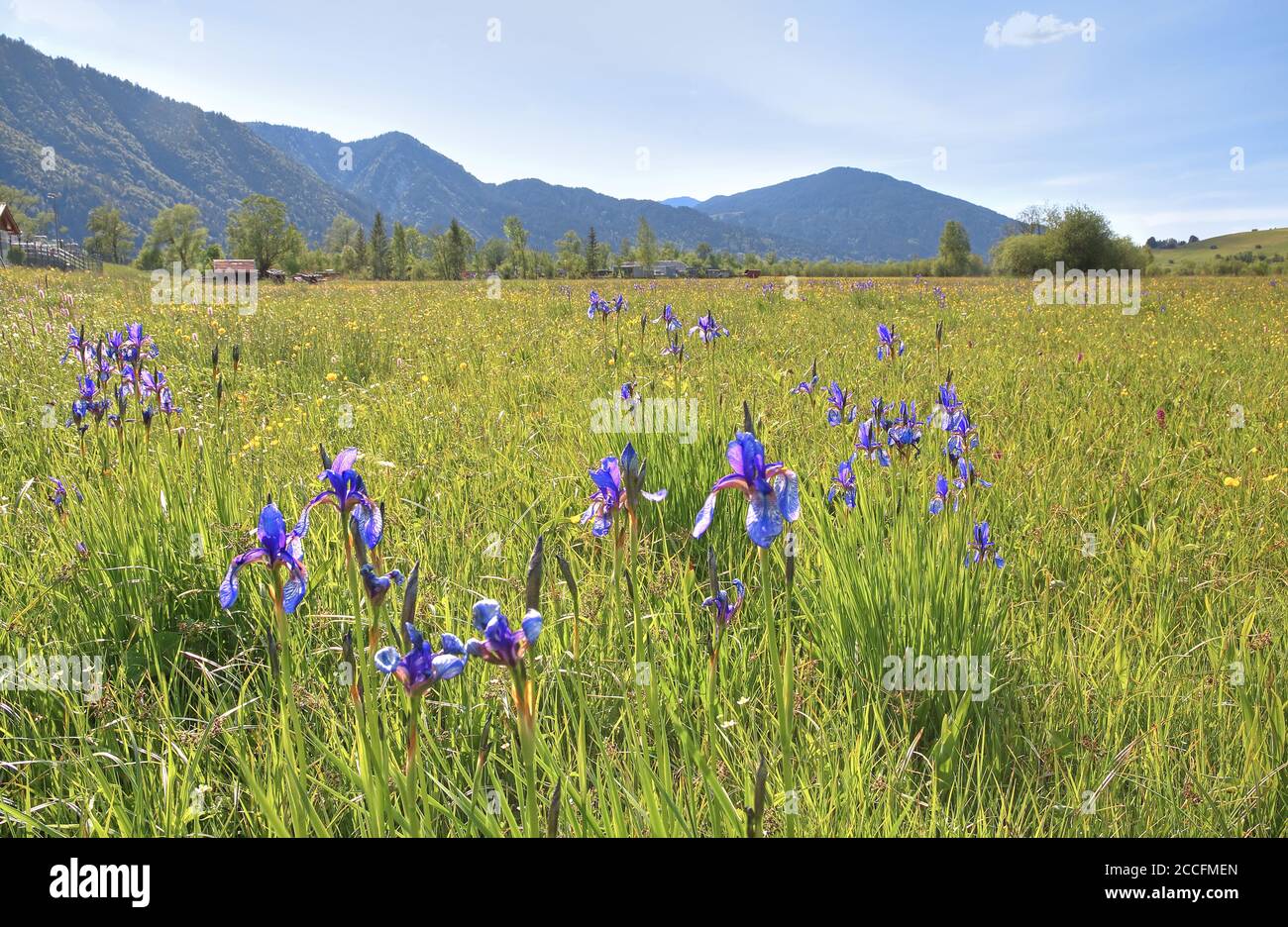 Frühlingswiese mit Iris, Oberammergau, Ammertal, Ammergauer Alpen, Oberbayern, Bayern, Deutschland Stockfoto