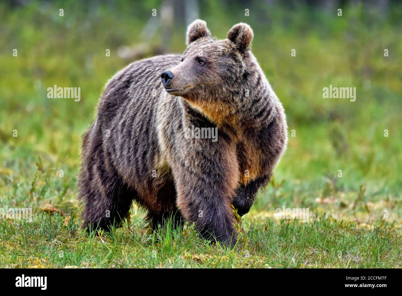 Braunbär am Sumpf. Stockfoto