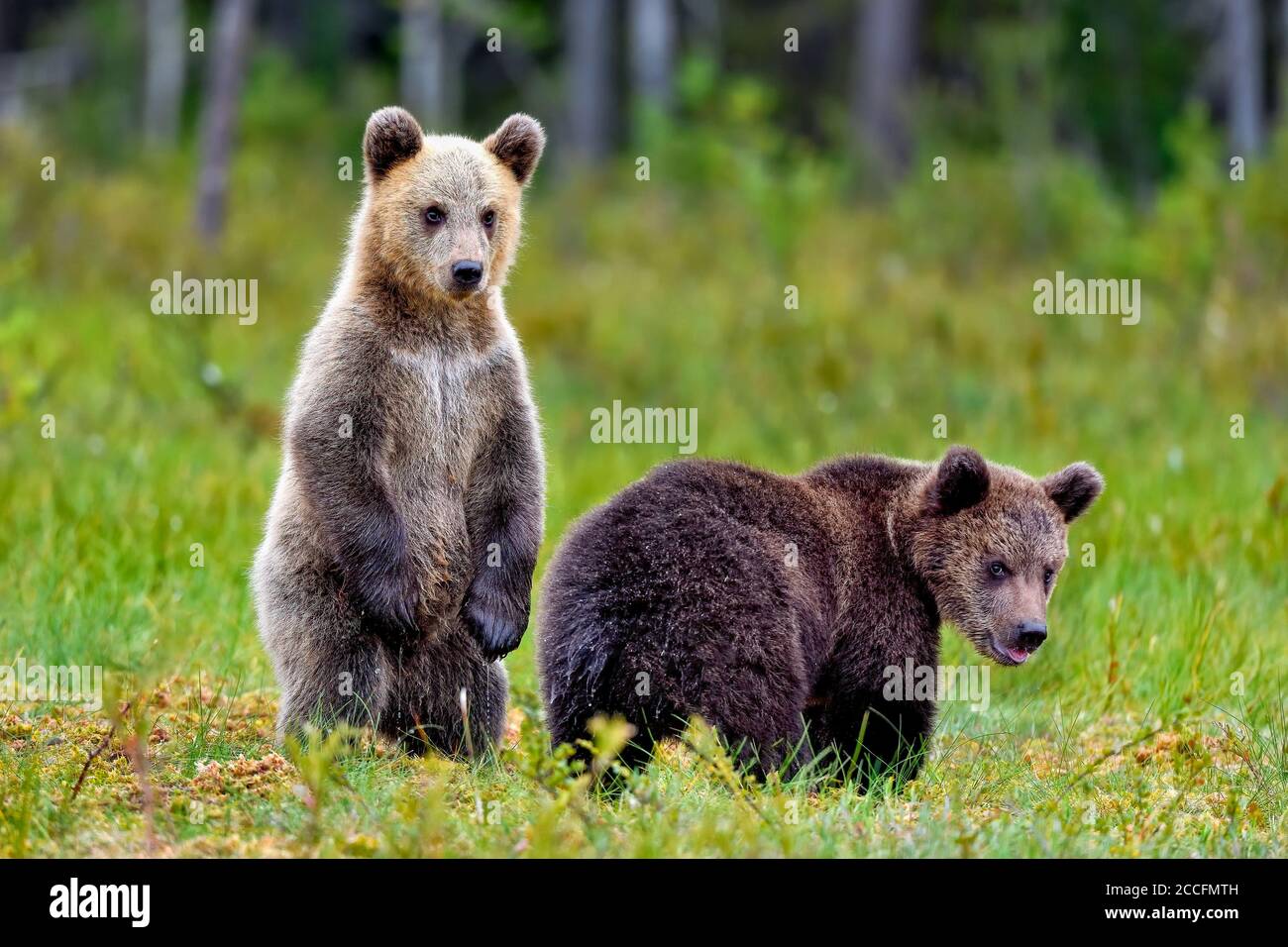Braunbären Jungen versuchen herauszufinden, was los ist am Sumpf. Stockfoto