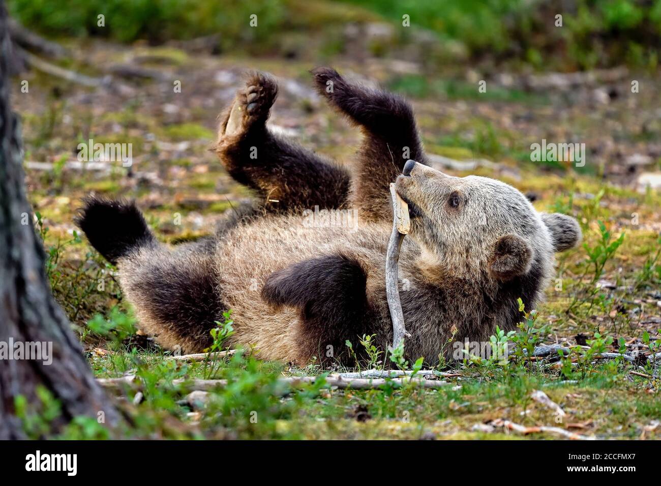 Bärenjunge hat Spaß Stockfoto
