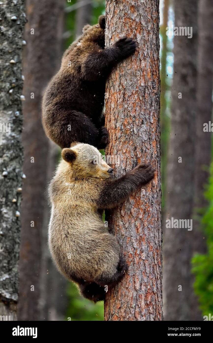 Wenn die Bärenmutter ein paar Sekunden später einen „Zorn in der Nähe“ gibt, sind die Jungen hoch auf dem Baum. Stockfoto