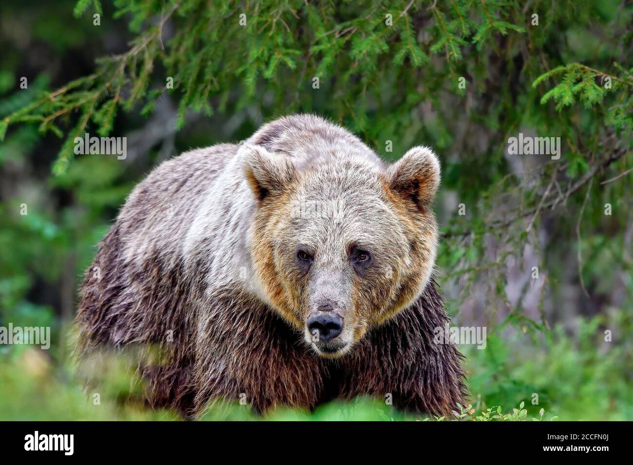 Zweifarbiger Braunbär Mama im Wald. Stockfoto