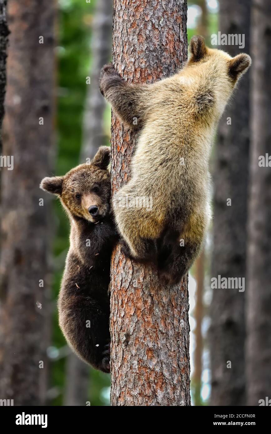 Bärenjungen haben eine 360-Grad-Überwachung, um zu sehen, wenn keine Gefahr mehr besteht. Stockfoto