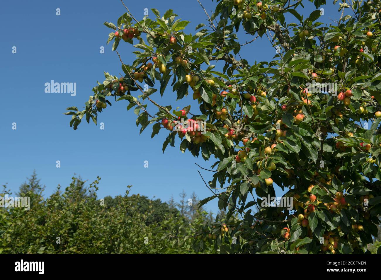 Fruchtreife auf einem Crab Apple Tree (Malus 'John Downie') mit einem hellen blauen Himmel Hintergrund in einem Country Cottage Garten in Rural Devon, England, UK Stockfoto