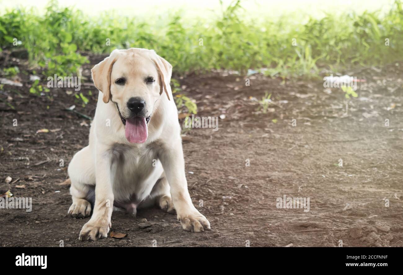 Hund spielen außerhalb Lächeln Stockfoto