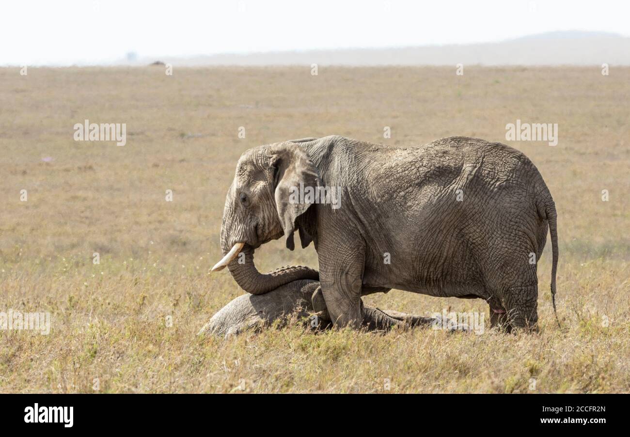 Elefantenweibchen, die über einem toten Familienmitglied steht, das ihn betrauert Im Serengeti Nationalpark in Tansania Stockfoto