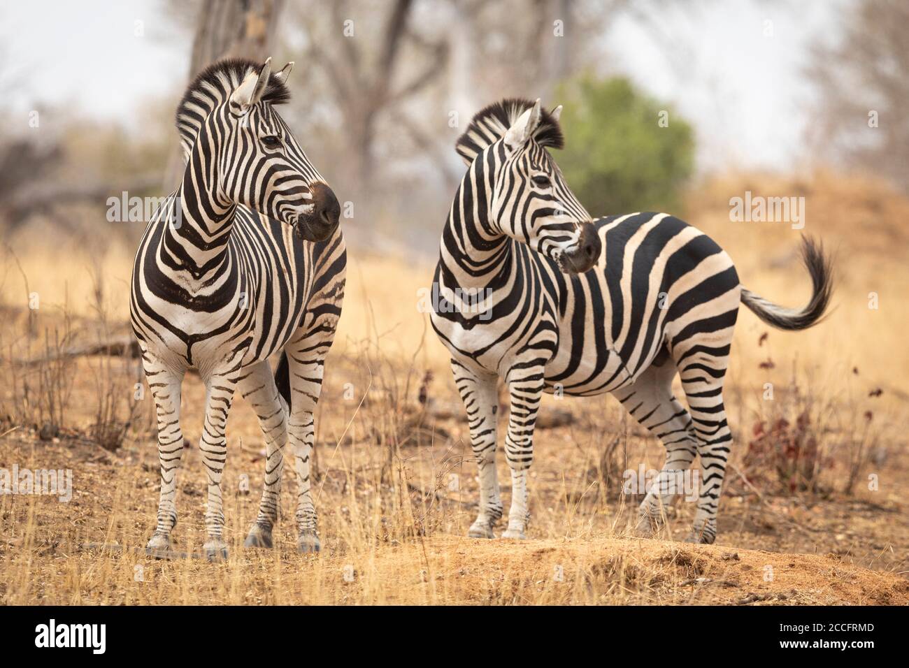 Zwei Zebras suchen wachsam im trockenen Winterbusch stehen Kruger Park Südafrika Stockfoto