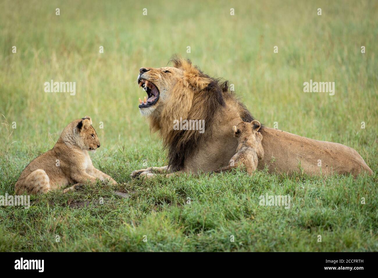 Männlicher Löwe und seine zwei Jungen liegen in Grün Gras im Serengeti Nationalpark in Tansania Stockfoto