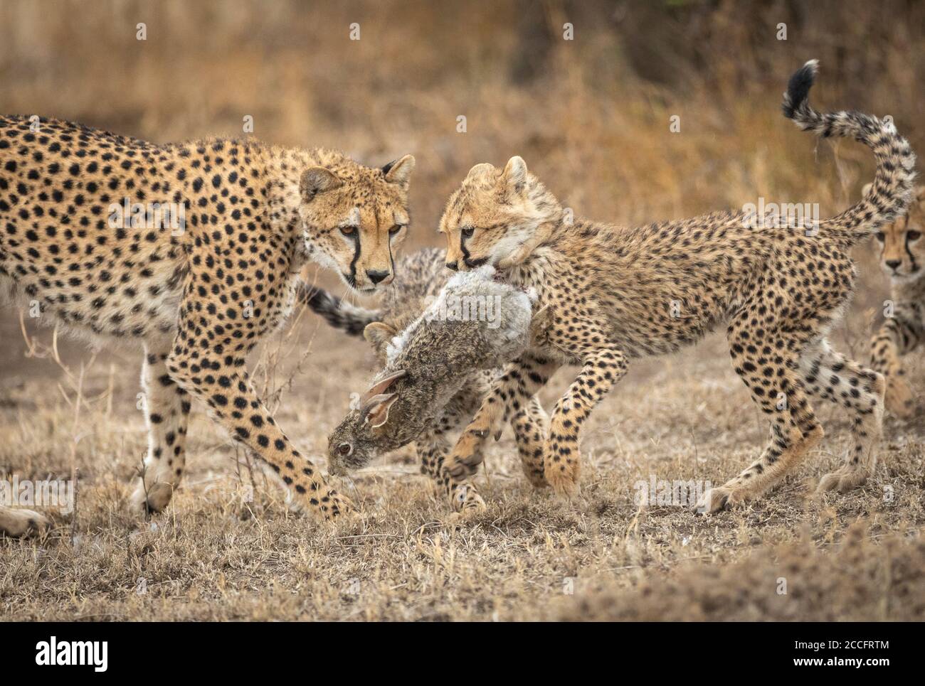 Gepard Mutter und ihre drei Jungen auf der Jagd nach einem Kaninchen In Ndutu Tansania Stockfoto