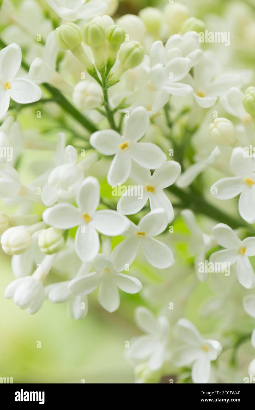 Blühende Flieder, weiße Blumen Nahaufnahme natürlichen Außeneinstellung schönen grünen Hintergrund Stockfoto