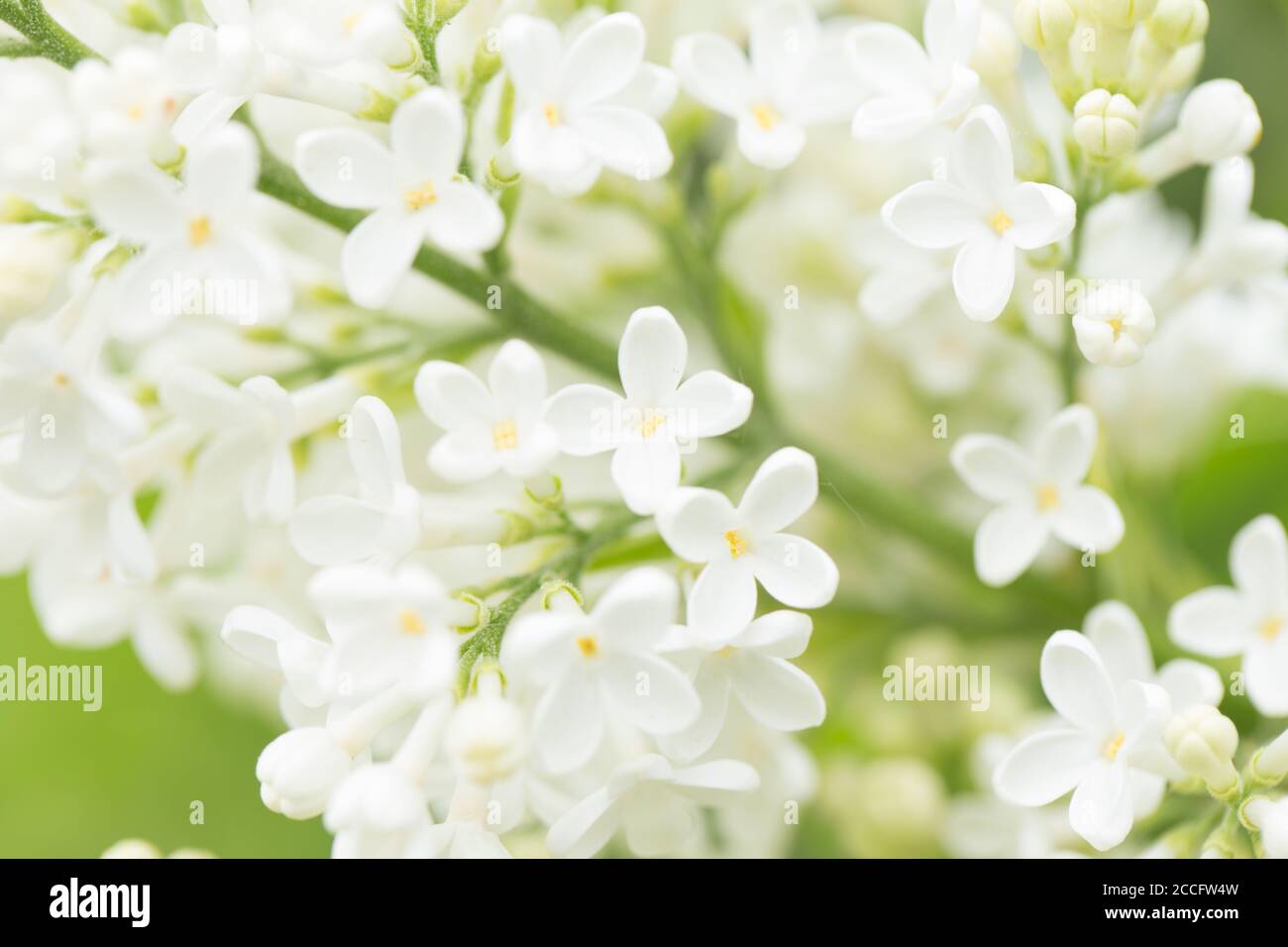 Blühende Flieder, weiße Blumen Nahaufnahme natürliche Außenumgebung, Frühsommer grüner Hintergrund Stockfoto