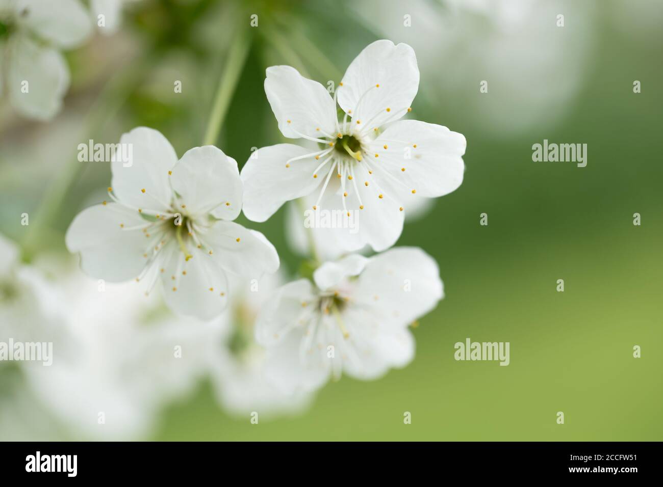 Weiß blühende Kirschblüten aus der Nähe, natürliche Außenumgebung, frühsommerlicher grüner Hintergrund Stockfoto
