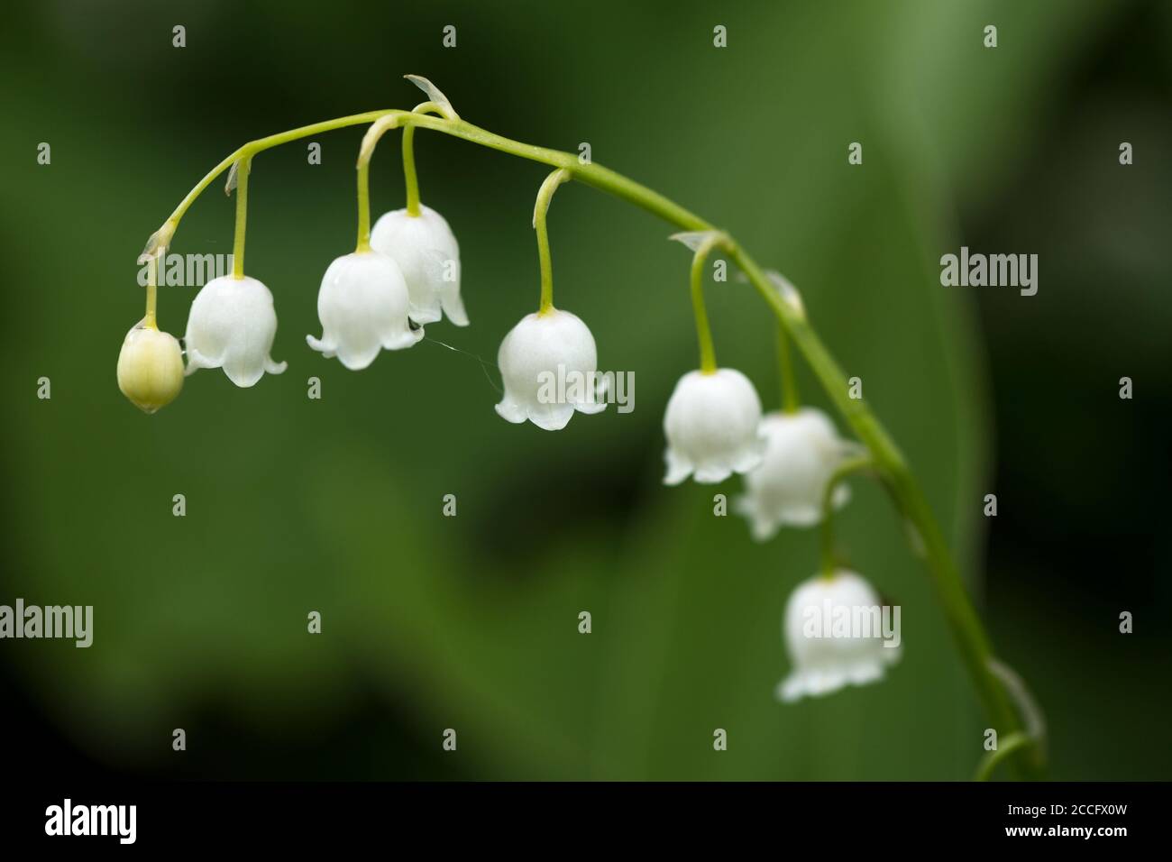 Maiglöckchen, dunkler natürlicher Hintergrund Stockfoto